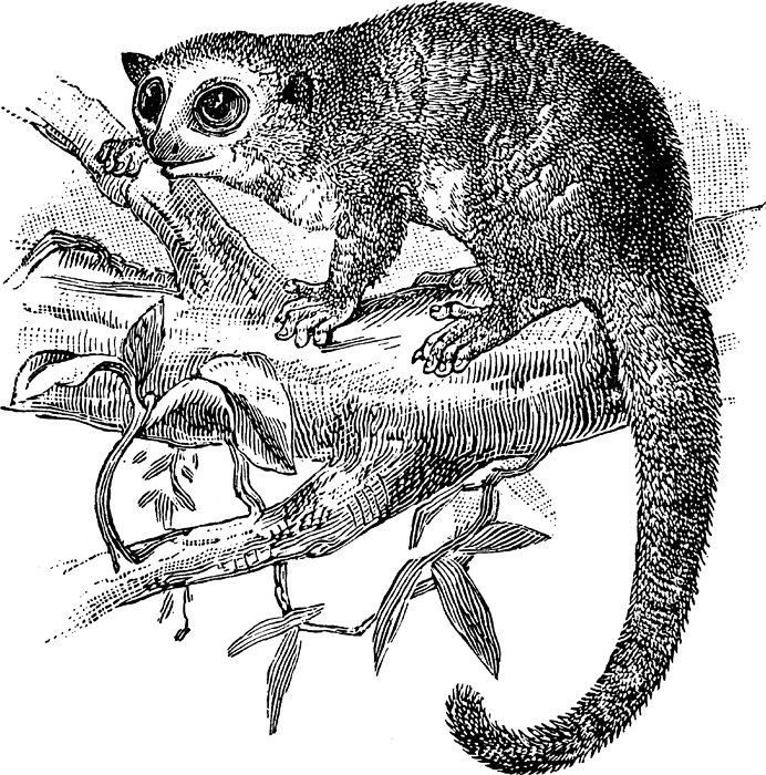 brown mouse lemur