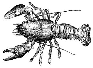 lobster