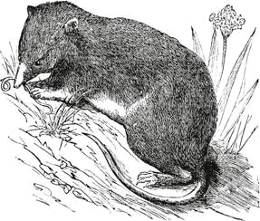 shrew